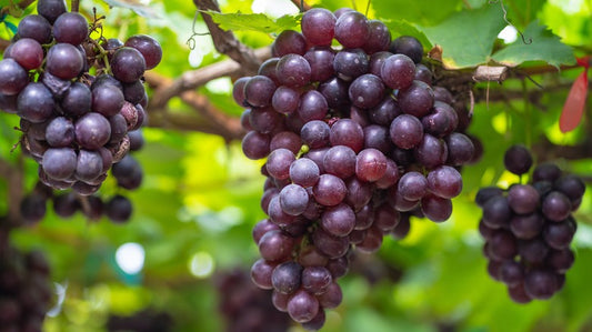 Decoding the Elegance: Exploring the Anatomy of a Grape in the World of Wine